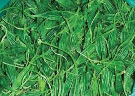 மருத்துவ குணங்கள் நிறைந்த அதலைக்காய்,