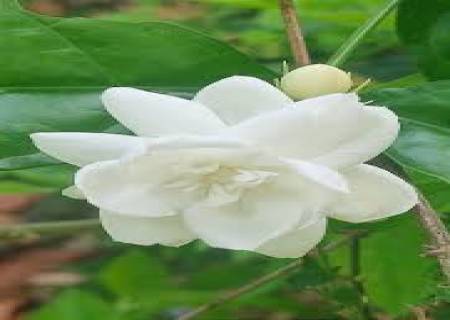 மல்லிகைப்பூ அழகு மட்டுமல்ல, ஆரோக்கியத்திற்கும் உதவும்.