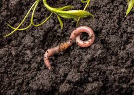 .மண்ணைச் சாப்பிட்டு மண்ணிலேயே வாழ்ந்து, மண்ணோடு மண்ணாவான்.