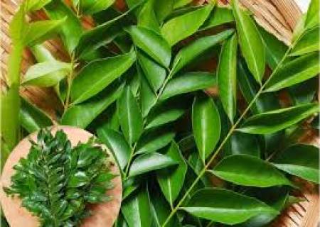 கல்லீரலில் தங்கியுள்ள நச்சுக்களை வெளியேற்றும் கறிவேப்பிலை.