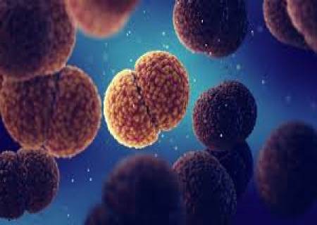 ஒரே நாளில் உயிரை பறிக்கும்'Meningococcal B' எனப்படும் பாக்டீரியா .