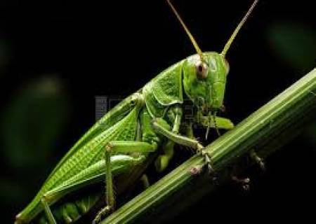 முன்னங் கால்களில் காதுகளைக் கொண்ட உயிரினம்