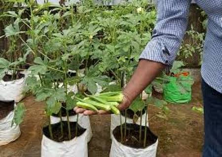 மாடித் தோட்டத்தில் வெண்டைக்காய் வளர்க்க,...