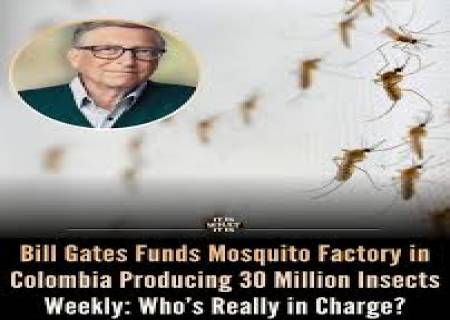 பில் கேட்ஸ்  (Bill Gates) நிதியுதவியுடன் 3 கோடி கொசுக்களை உற்பத்தி செய்து காற்றில் பறக்கவிடுகிறது.