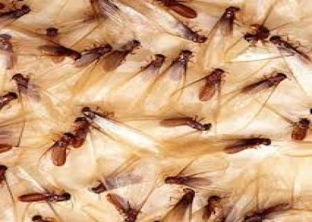 ஒரு நாள் மட்டுமே வாழும் உயிரினம் எது? 