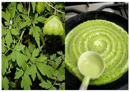 முடக்கத்தான் கீரை தோசை