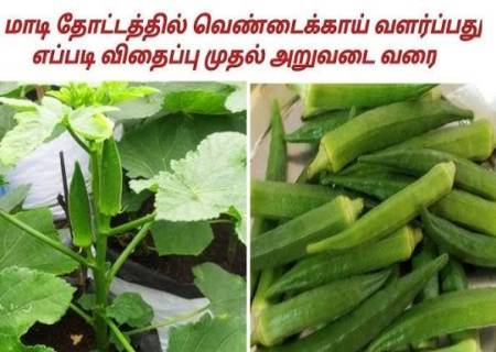 மாடித் தோட்டத்தில் வெண்டைக்காய் வளர்க்க