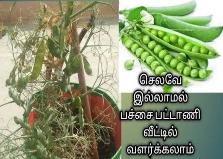 வீட்டிலேயே பட்டாணி வளர்ப்பது எப்படி?.