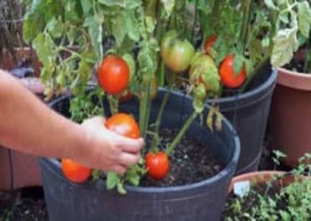 மாடித்தோட்டத்தில் தக்காளி செடிகளை வளர்க்கும் எளிய முறை.