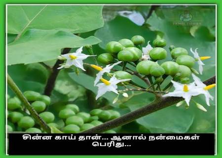வயிற்றுப் புழுக்களை அழிக்கும் சுண்டைக்காய்: மருத்துவ நன்மைகள்!