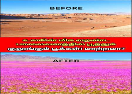 . சிலியின் அடகாமா பாலைவனத்தில் மலர்ந்த வண்ணப் பூக்கள்!