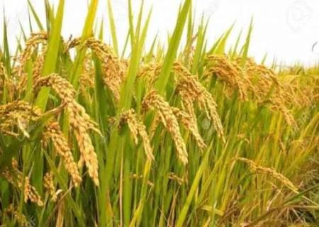 காய்க்கும், பூக்கும், கலகலக்கும், காகம் உட்கார இடமில்லை. அது என்ன? .