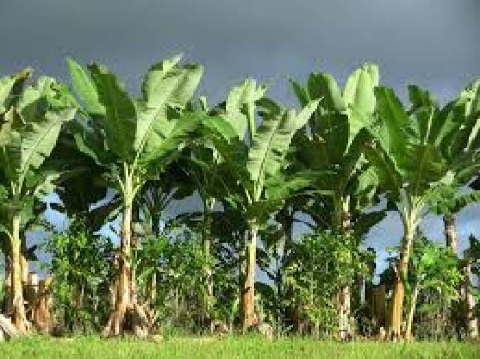 Tall Banana Tree Plants For Living Room