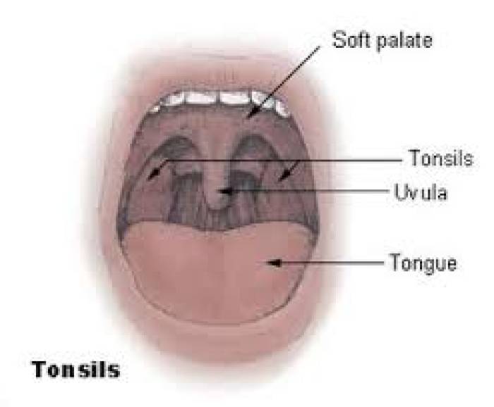 Tonsil ,  தொற்று   நோய் 