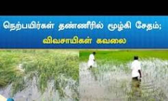 இடைவிடாத மழையினால் சாய்ந்த நெற்பயிர்கள்.விவசாயிகள் வேதனை