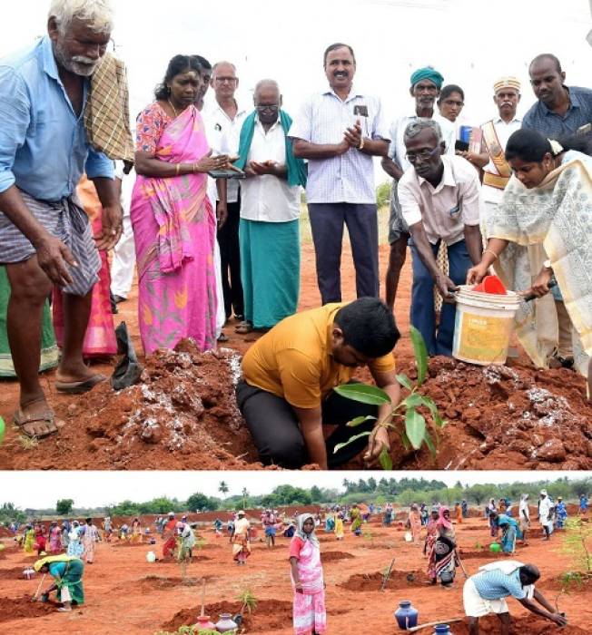 திருவில்லிபுத்தூர் வட்டம், அச்சம்தவிழ்த்தான் கிராமத்தில், அதிகளவு மரக்கன்றுகள் நடும் பணி