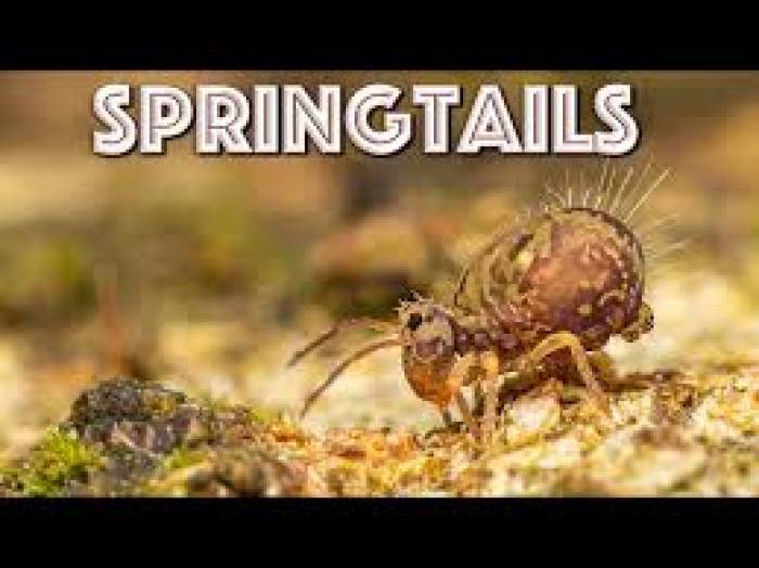 அசால்டாக சம்மர்சால்ட் அடிக்கிற “குளோபுலார் ஸ்ப்ரிங்டெயில் “(Globular springtail)