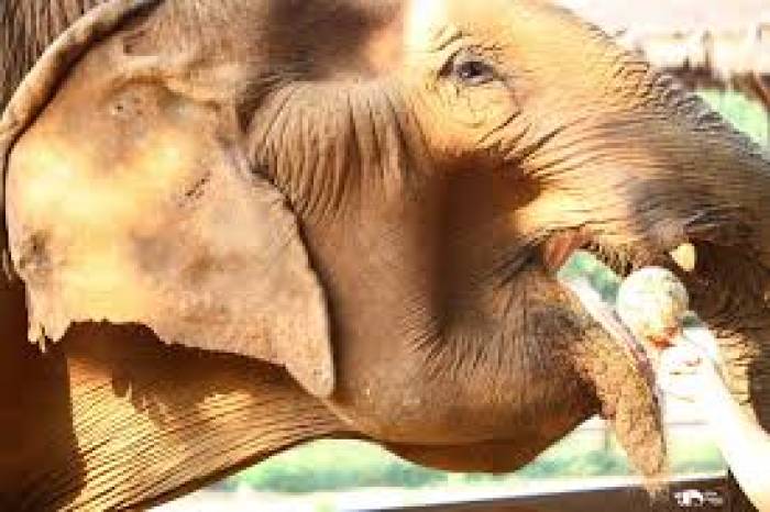 சிதறிய கவளச் சோறு