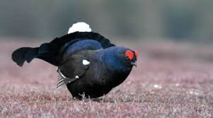 கருப்பு க்ரௌஸ் (Black grouse)