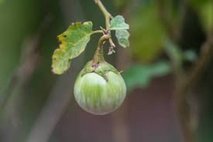 கத்திரிக்காயை  யாரெல்லம் தவிர்க்க வேண்டும் 