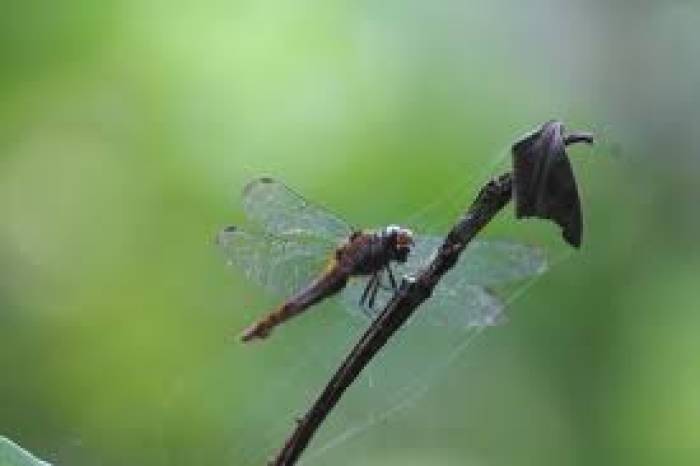 நம் பண்டைய விவசாயப் பழமொழிகள்..