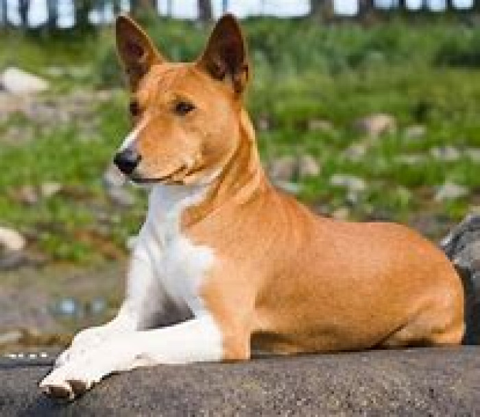 குறைக்க தெரியாத நாய் இனம் பாசன்ஜி (Basenji).
