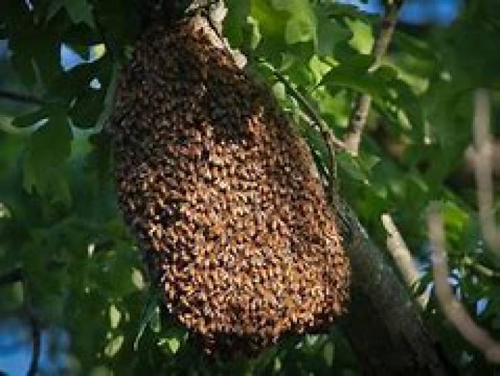 . சூரியனின் புற ஊதாக் கதிர்களை தேனீக்கள் உணர்கின்றன.