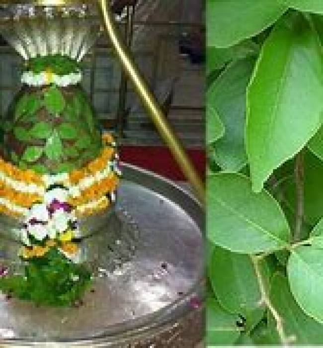 சிவனுக்கு விருப்பமான வில்வம்.