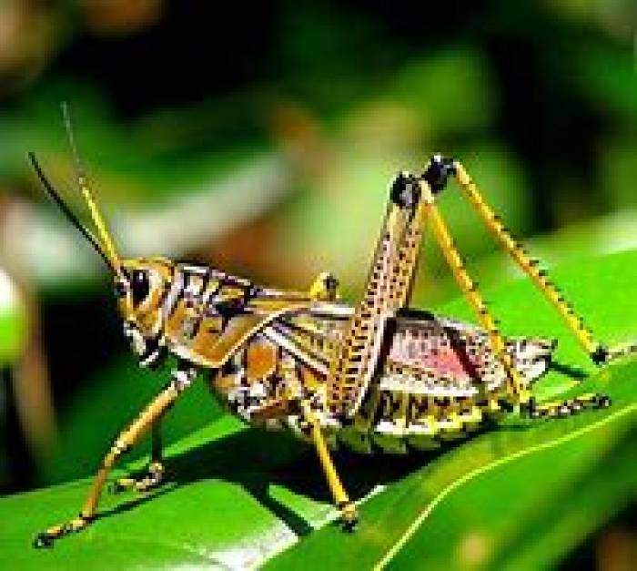 16 புதிய வெட்டுக்கிளி இனங்கள்