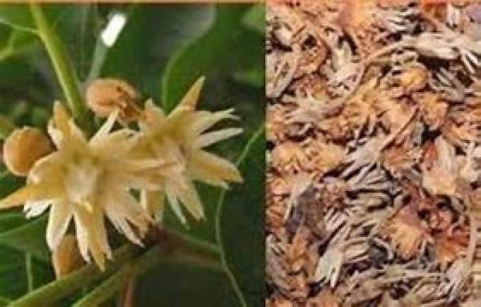 மகிழம்பூ.