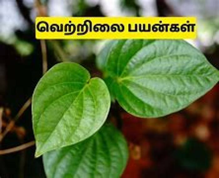பான் பட்டாவின் (வெற்றிலை) நன்மைகள்