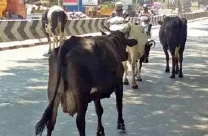 ரோட்டில் திரியும் பராமரிப்பற்ற கால்நடைகளால் போக்குவரத்து பாதிப்பு.