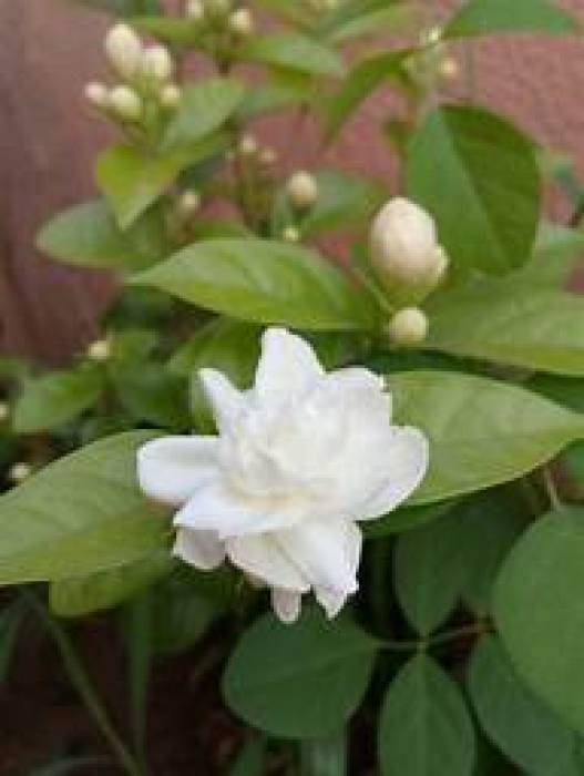 முடி  கொட்டுவதை  தடுக்கும்  பாரிஜாதபூ .
