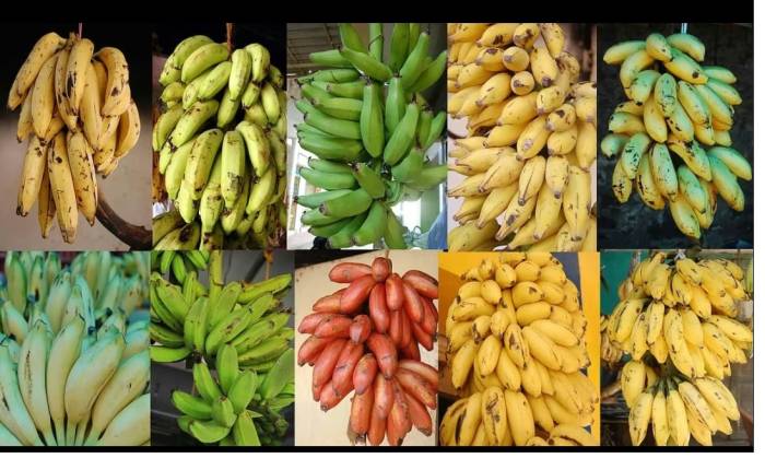 வாழைப்பழ வகைகளும், ஆரோக்கிய பலன்களும்