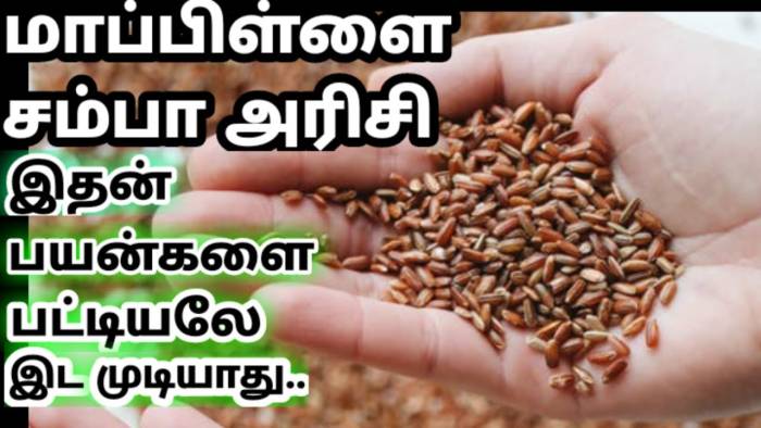 மாப்பிள்ளை சாம்பா அரிசி