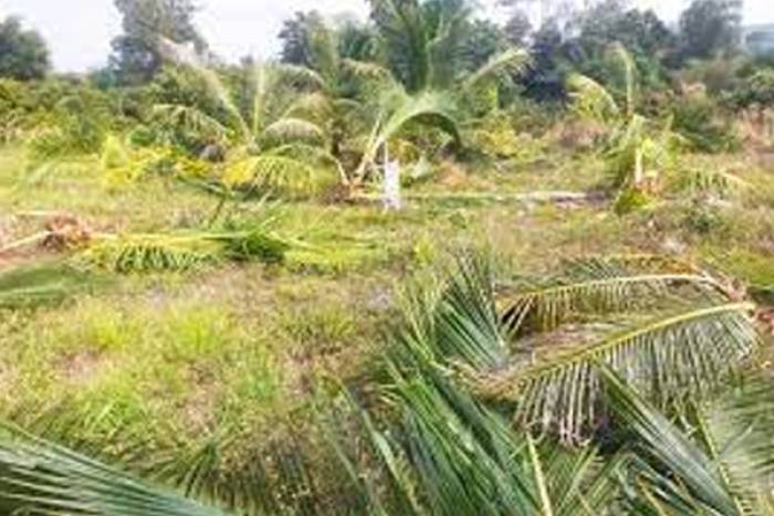 யானைகள் சேதப்படுத்திய  தென்னை மரங்களுக்கு நிவாரணம் வழங்க  விவசாயிகள் கோரிக்கை .