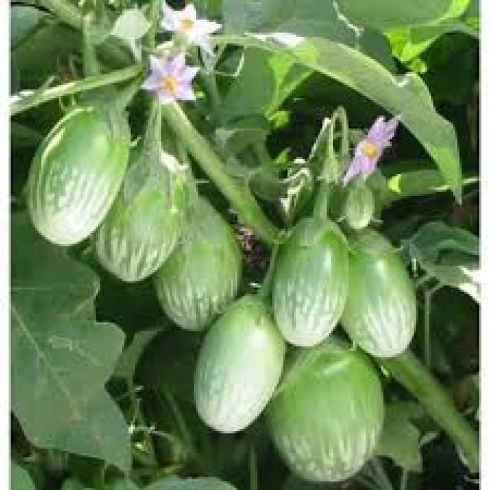 கத்தரி (Brinjal) செடிகளை வளர்த்து அறுவடை செய்ய....