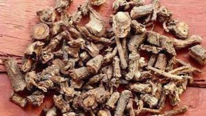 உடலுக்குக் குளிர்ச்சியைத் தரும் நன்னாரி வேர்.