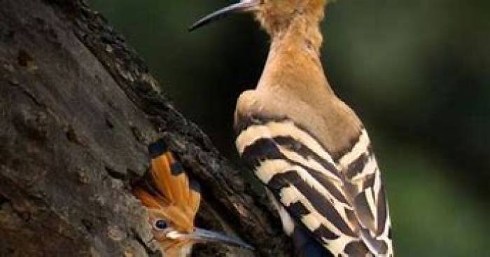  பறவைகளிலேயே மிகவும் நீளமான நாக்கு உடையது, மரங்கொத்தி பறவை.