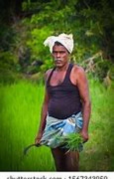 ‘‘உழுகிறபோது ஊருக்குப் போயிட்டு அறுக்கிறபோது அரிவாளோடு வந்தானாம்’’