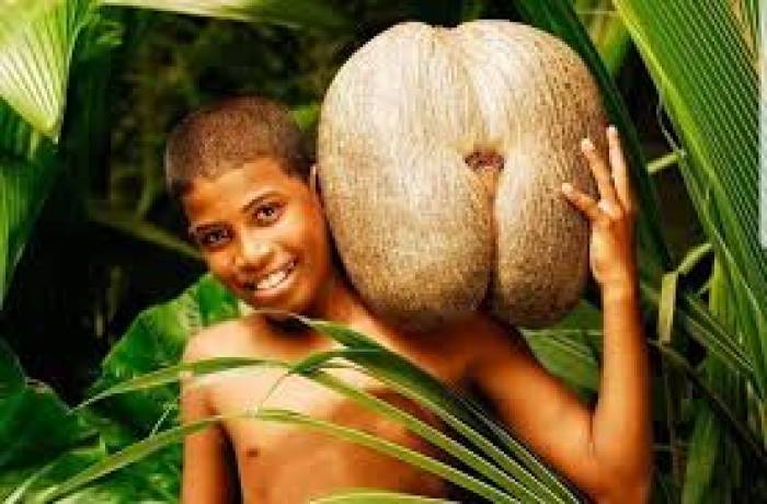 உலகிலேயே மிகப் பெரிய விதை