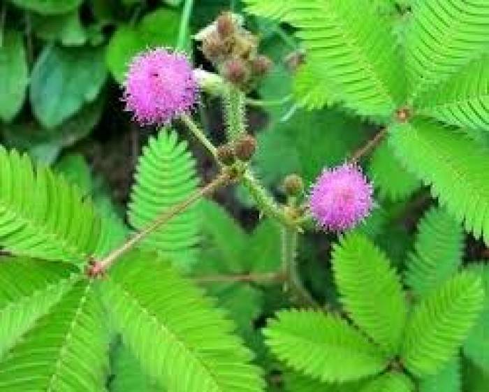 மருத்துவ பலன்கள் நிறைந்த தொட்டாற் சுருங்கி.