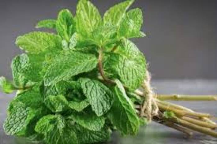 புதினா ஒரு மருத்துவ மூலிகை.