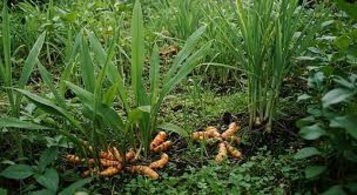 மஞ்சள் வளர்ப்பு முறை.