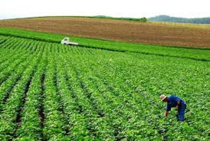 தழைத்து வளரும் கீரைகள் விவசாயம் .