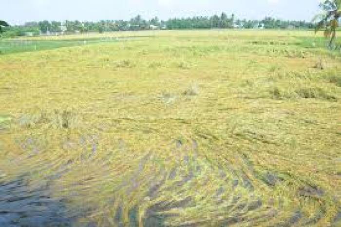 விவசாய நிலங்களில் தண்ணீர் தேங்கி  பயிர்கள் பாதிப்பு .