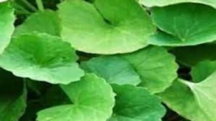 மூளையில் உள்ள நரம்பு செல்களை ஊக்குவித்து ஞாபக சக்தியை அதிகரிக்கும் வல்லாரைக்கீரை .