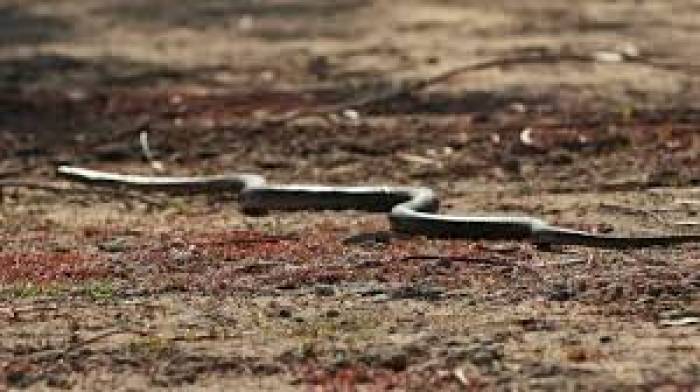 .கால் இல்லாதவன், சற்று நேரத்தில் மறைகிறான்