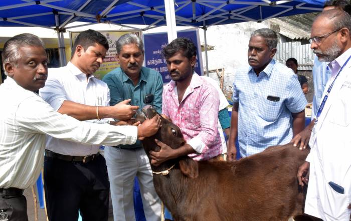விருதுநகர் ஊராட்சி ஒன்றியம், மருளுத்து கிராமத்தில் கால்நடை பராமரிப்புத் துறையின் சார்பில் கால்நடைகளுக்கான 8-வது சுற்று கோமாரி நோய் தடுப்பூசி முகாம்.