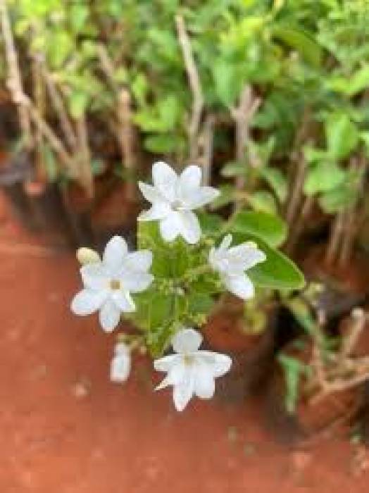 முல்லைப்பூ செடியை வளர்க்க....